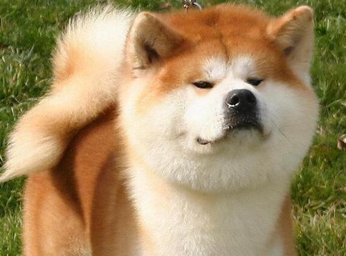 养秋田犬需要什么东西