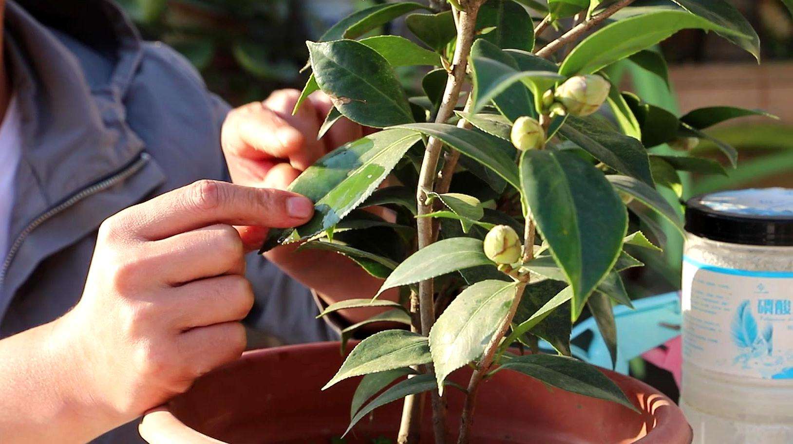 茶花浇水注意事项