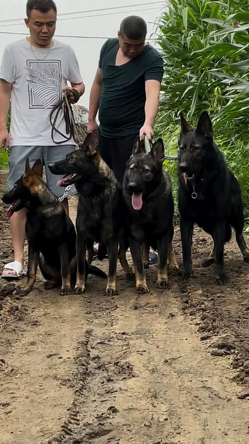 小东德牧羊犬怎样训练