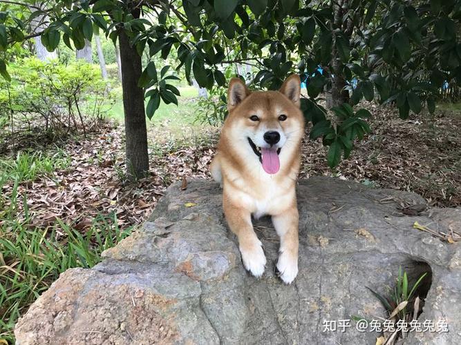 如何训练柴犬看家
