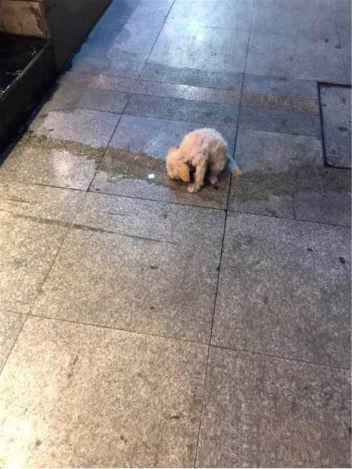 刚拿回家的小狗不吃东西