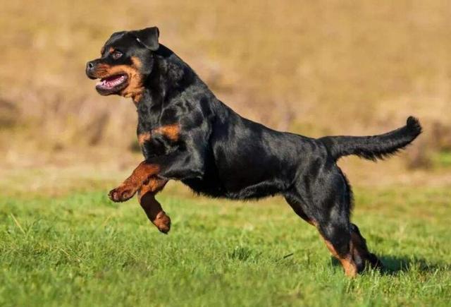 小罗威纳犬怎么训练