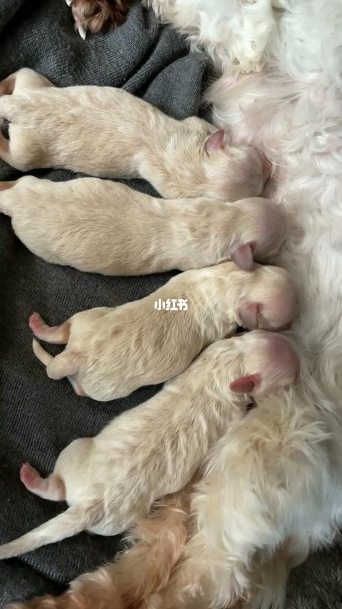 狗生孩子要准备什么东西吗