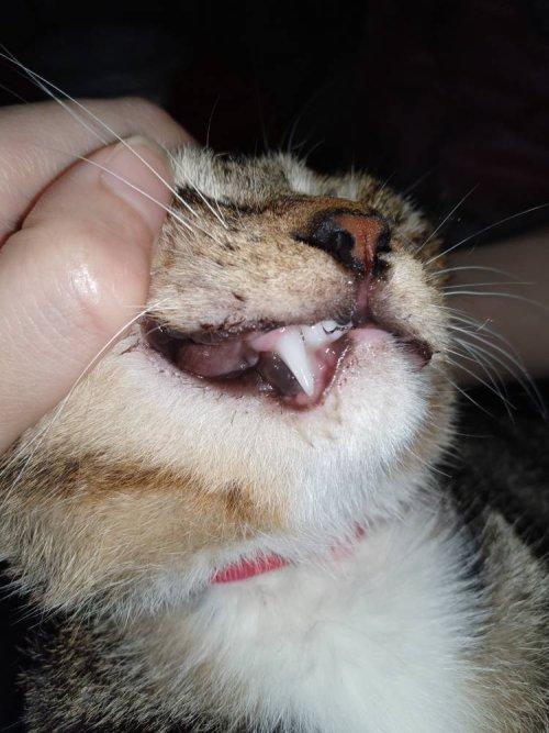 猫咪老是拿嘴蹭东西怎么办
