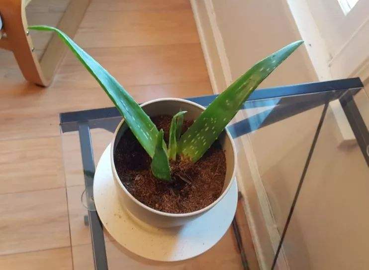 二次移植花木注意事项
