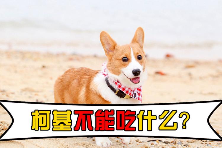 柯基犬能吃的东西