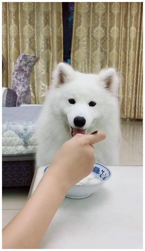 我家萨摩犬不吃东西