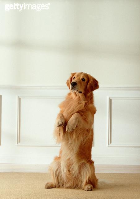 怎么训练幼犬金毛大小便