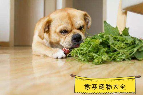 狗狗吃什么东西降火