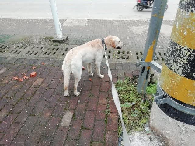 第一次训练狗叫怎么做