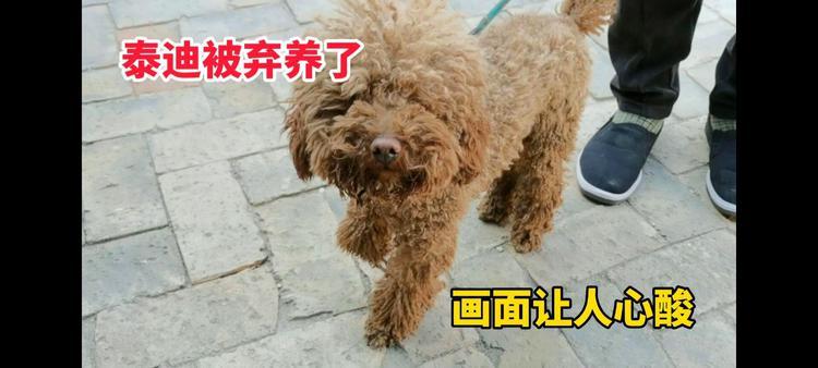 泰迪总是乱咬东西怎么办啊