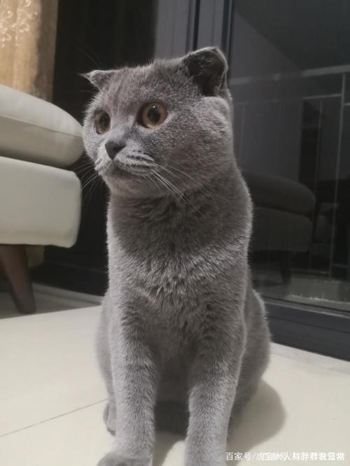 蓝猫突然不怎么吃东西
