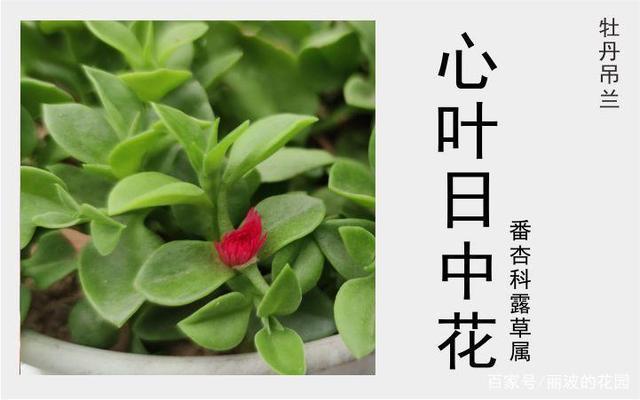心叶日中花卉如何栽培繁殖