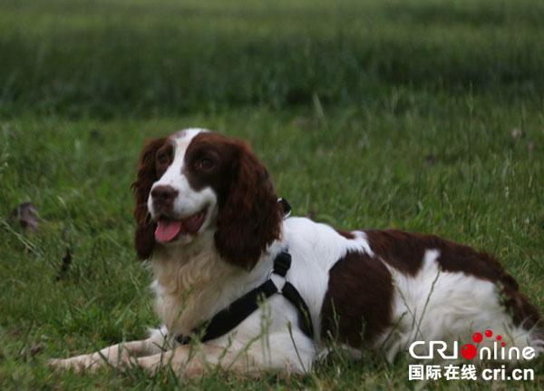 史宾格警犬训练血迹