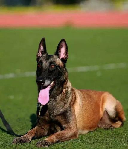 马犬幼狗如何训练