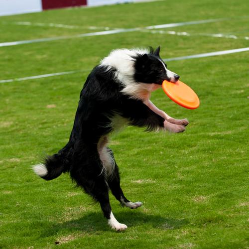 飞盘犬训练哪家好
