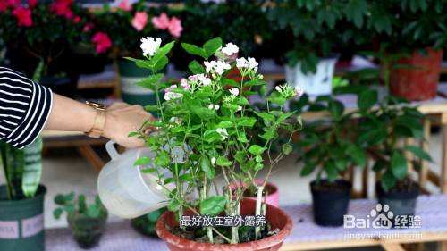 茉莉养殖方法大全