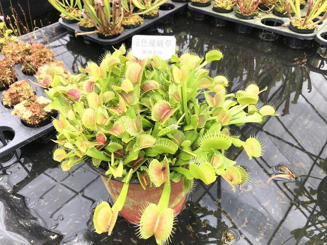捕虫植物 栽培