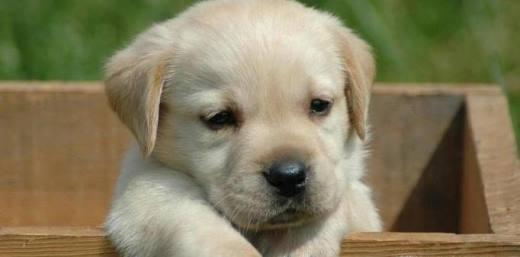 如何训练拉夫拉多犬