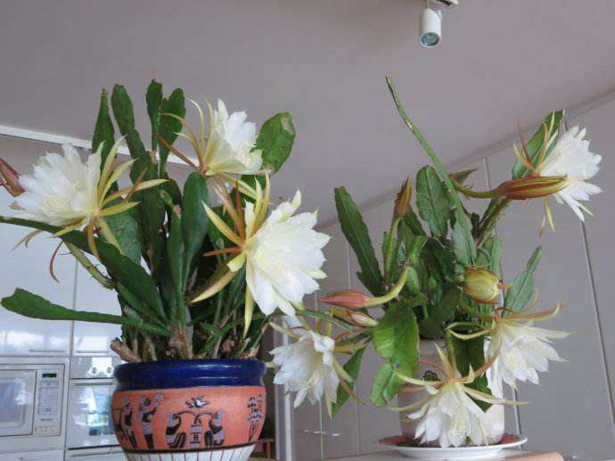 昙花的养殖方法