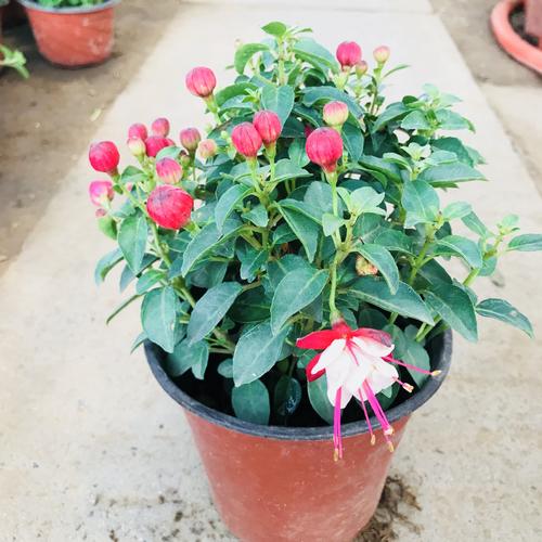 灯笼花室内栽培