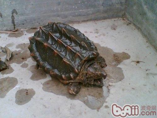 鳄龟能从小训练吗