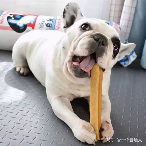 斗牛犬不愿意吃东西