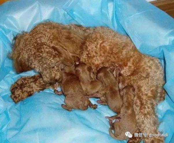 狗分娩前的准备什么东西