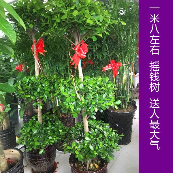 摇钱树花的养殖方法