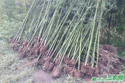 竹子的移植和栽培技术