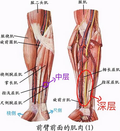 手臂的运动是什么的结果