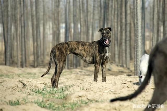 格力犬如何训练方法