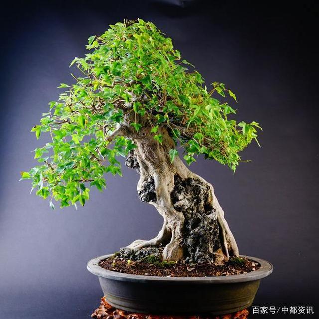 浅盆盆景注意事项