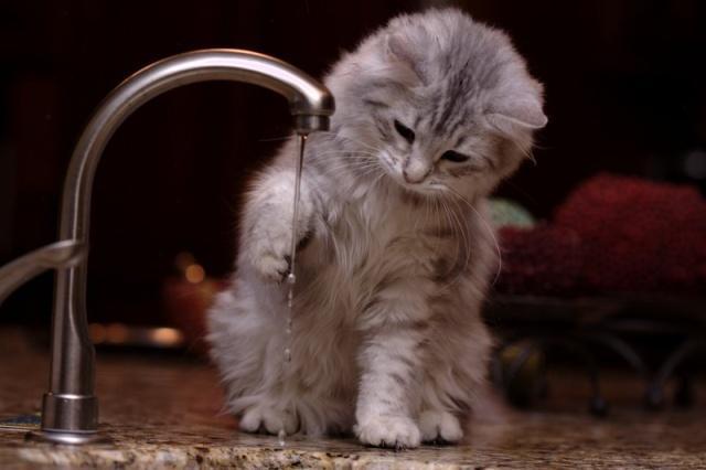 怎样训练小猫不怕人