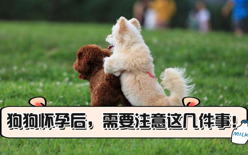 狗怀孕了要注意什么东西
