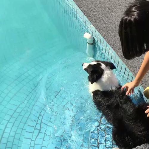 边牧如何训练游泳