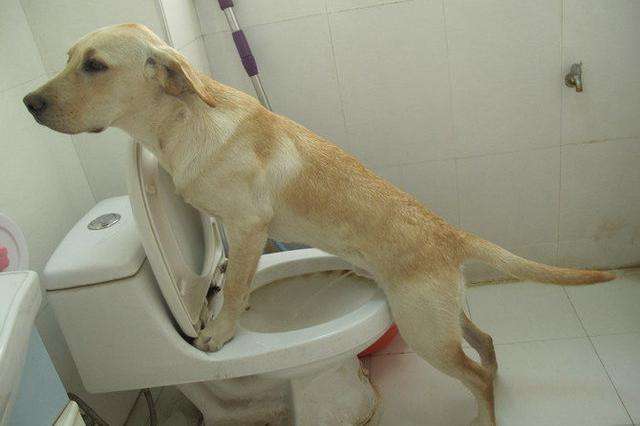 狗狗大小便训练教程