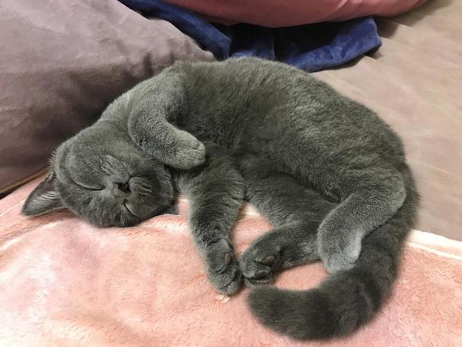 蓝猫孕期吃哪些东西好