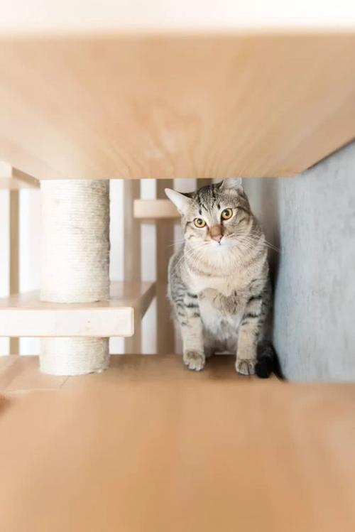 如何在室内训练猫