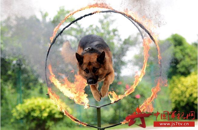 军犬体能训练