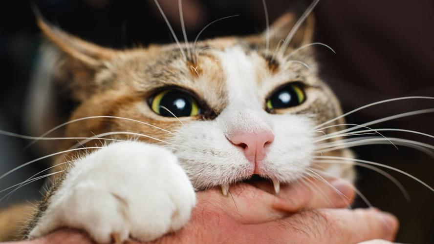 猫爱咬东西是怎么回事