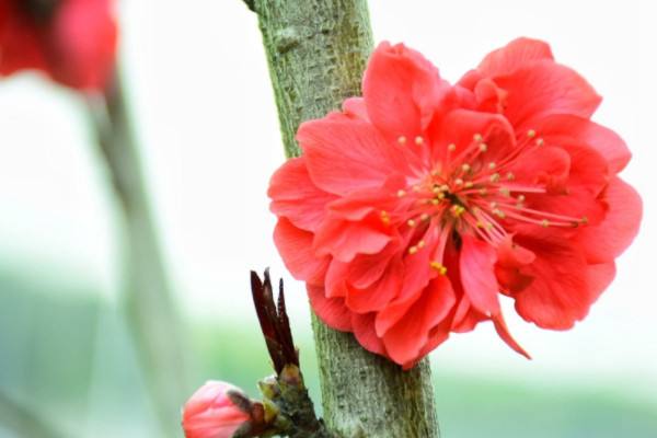 红梅花怎么种植方法