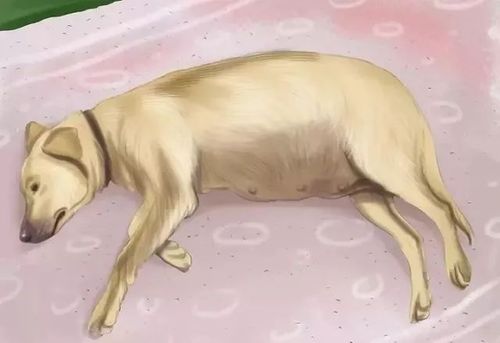 狗怀孕给吃什么东西