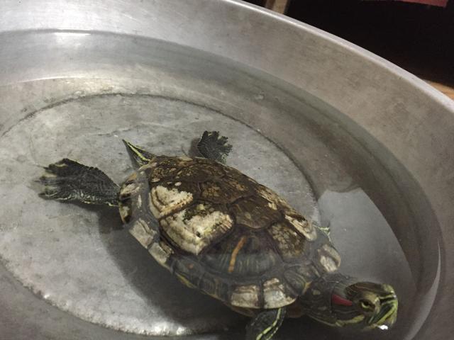 巴西龟 没精神 不吃东西