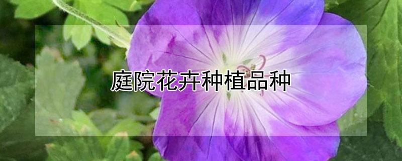 常见花卉栽培