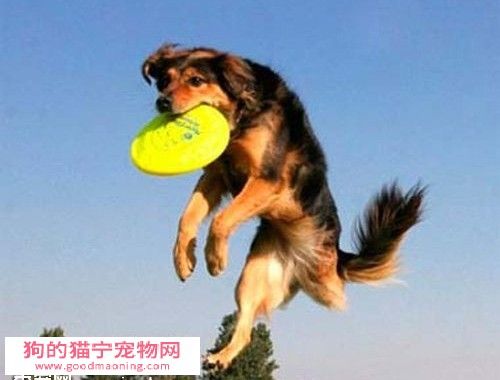 狗狗怎样主动衔东西