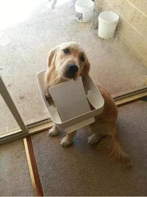 狗狗老是像被东西卡住一样