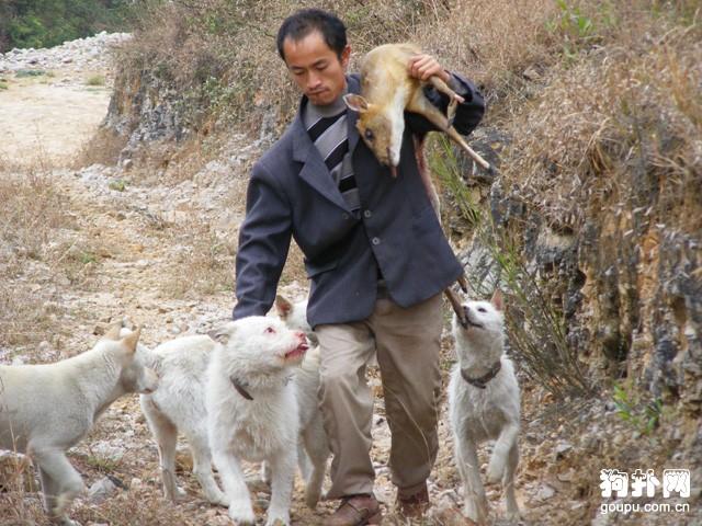 下司犬训练方法