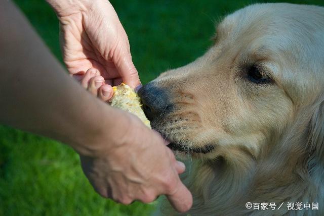 狗狗怎么教他不咬东西