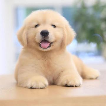 幼小的狗从小怎么训练